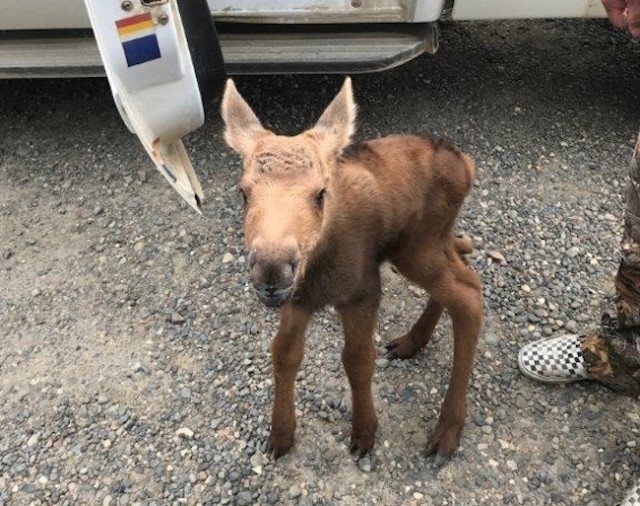 Vancouver Whitecaps lose: But look at the cute&nbsp;moose!