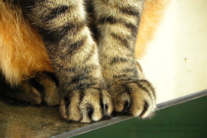 Vancouver Whitecaps: A feeling in their&nbsp;knees?